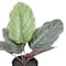 10&#x22; Potted Green Calathea Leaves Plant by Ashland&#xAE;
